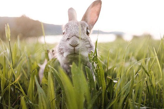 Foto Oberösterreich Tourismus GmbH/Robert Maybach: Der Hase sitzt am liebsten im grünen Gras.
