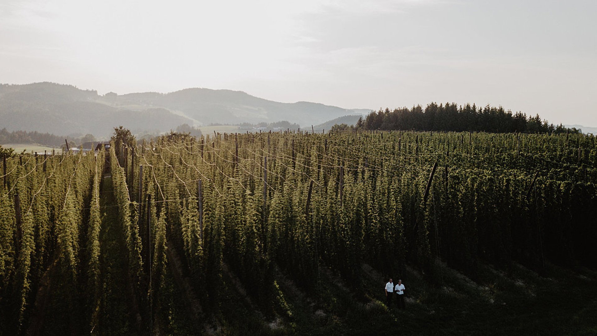 Foto: Oberösterreich Tourismus GmbH/Patrick Langwallner: Hopfenlandschaft im Mühlviertel Hopfenlandschaft im Mühlviertel