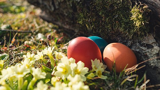 Foto: Netzwerk Kulinarik: Ostereier im Gras